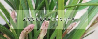 兰花花苞发黑发干了怎么回事,第1图