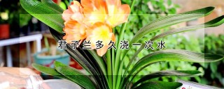 君子兰多久浇一次水,第1图