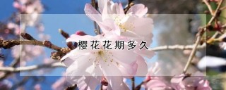 樱花花期多久,第1图