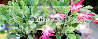 蟹爪莲的养护介绍,第1图