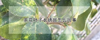 茶花叶子长锈斑怎么回事,第1图