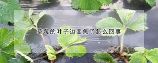 草莓的叶子边变焦了怎么回事,第1图