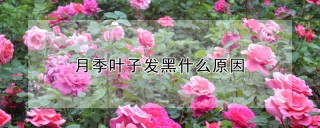 月季叶子发黑什么原因,第1图