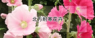 北方耐寒花卉,第1图