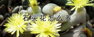 石头花怎么养,第1图