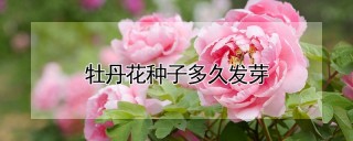 牡丹花种子多久发芽,第1图