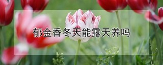 郁金香冬天能露天养吗,第1图