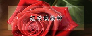 红玫瑰品种,第1图