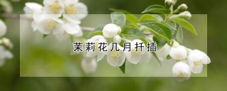 茉莉花几月扦插,第1图