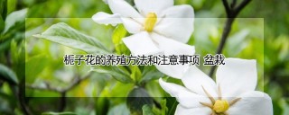 栀子花的养殖方法和注意事项 盆栽,第1图