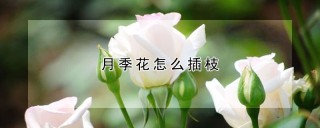 月季花怎么插枝,第1图