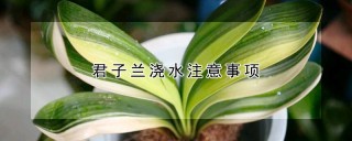 君子兰浇水注意事项,第1图