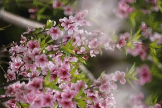 桃花盆景怎样越冬，做好保温措施并保证光照,第1图