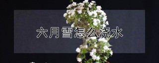 六月雪怎么浇水,第1图