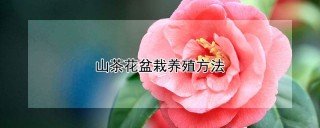 山茶花盆栽养殖方法,第1图