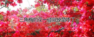 三角梅的花一碰就掉是咋了,第1图