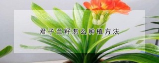 君子兰籽怎么种植方法,第1图