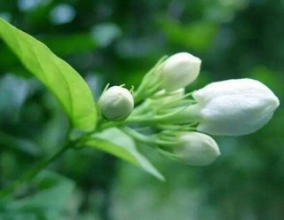 茉莉不开花是什么原因，注意这六点让你的茉莉花爆盆,第1图