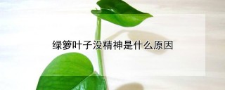 绿箩叶子没精神是什么原因,第1图