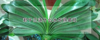 君子兰浇什么水长得最旺,第1图