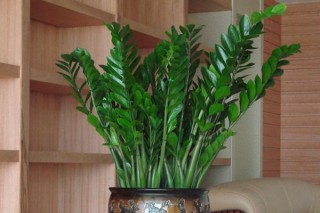 客厅放什么植物风水好 客厅里放什么植物最好,第1图