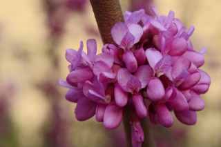 紫荆花的花期有多久,第2图