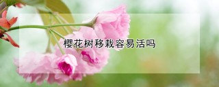 樱花树移栽容易活吗,第1图