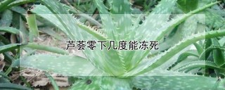 芦荟零下几度能冻死,第1图