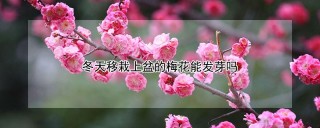 冬天移栽上盆的梅花能发芽吗,第1图