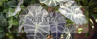 观音莲有毒吗,第1图