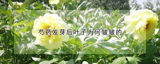 芍药发芽后叶子为何皱皱的,第1图