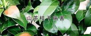 山茶枝干病害,第1图