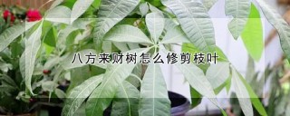 八方来财树怎么修剪枝叶,第1图