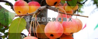 怎样让果实快速膨大,第1图