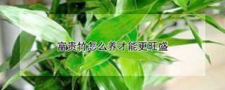 富贵竹怎么养才能更旺盛,第1图