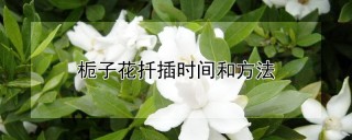 栀子花扦插时间和方法,第1图