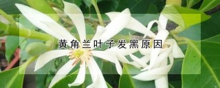 黄角兰叶子发黑原因,第1图