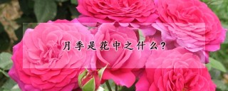 月季是花中之什么?,第1图