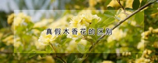 真假木香花的区别,第1图