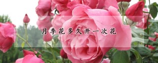 月季花多久开一次花,第1图