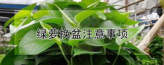 绿萝换盆注意事项,第1图