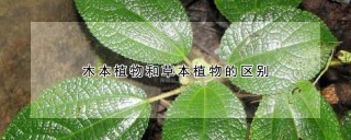 木本植物和草本植物的区别,第1图