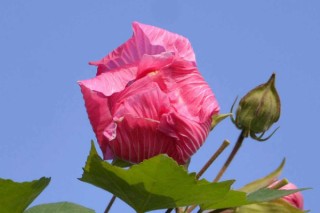 芙蓉花小苗换盆用不用浇透水,第3图