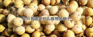 星月菩提是什么植物的种子,第1图