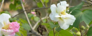 芙蓉花种子怎么种,第1图