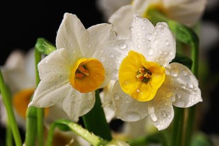 水仙花不开花只长叶子怎么办,第3图