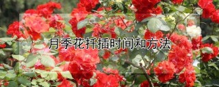 月季花扦插时间和方法,第1图