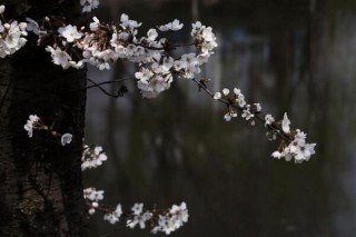 樱花树栽培技术，春秋季节栽培成活率最高,第4图