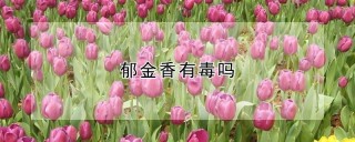 郁金香有毒吗,第1图