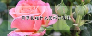 月季花施什么肥料开花多,第1图